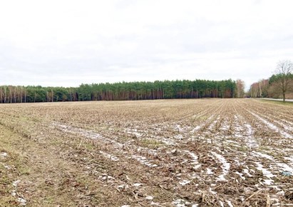 działka na sprzedaż - Dąbrowa Biskupia, Chlewiska